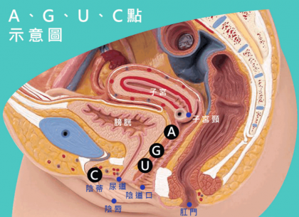 妹子的“G、A、C、U”点都在哪里?有什么作用?-颜夕资源网-第17张图片 妹子的“G、A、C、U”点都在哪里?有什么作用?-颜夕资源网-第17张图片