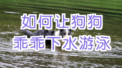 宠物训练-训狗教程Dog Training-颜夕资源网-第19张图片 宠物训练-训狗教程Dog Training-颜夕资源网-第19张图片