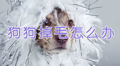 宠物训练-训狗教程Dog Training-颜夕资源网-第18张图片 宠物训练-训狗教程Dog Training-颜夕资源网-第18张图片